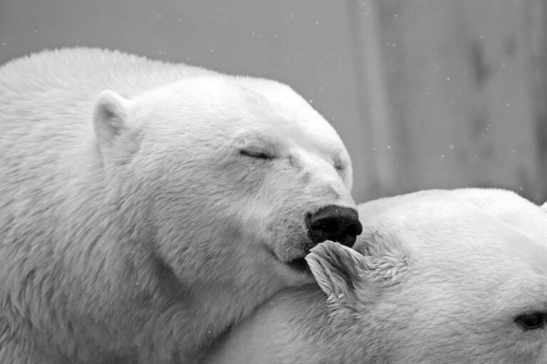 Oso polar apoya su cabeza en otro oso polar, demostrando sensibilidad y ternura